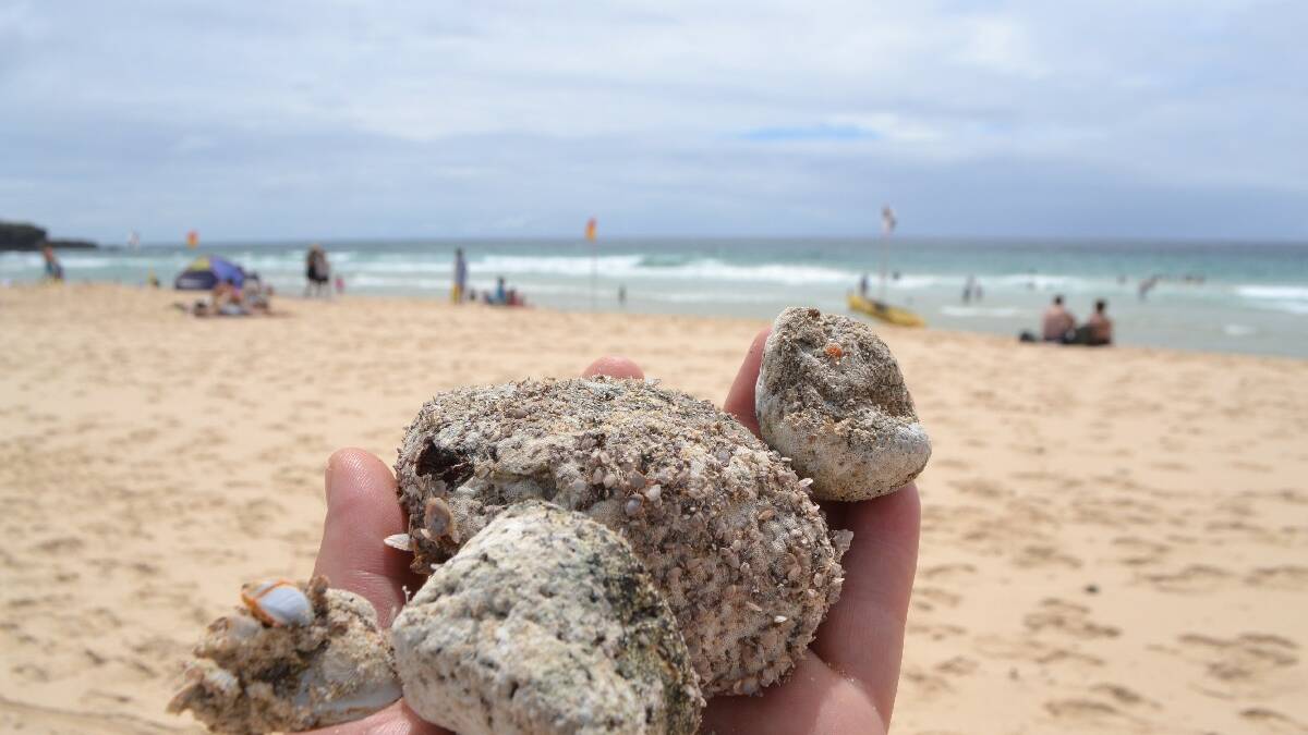 PUMICE LIFE: The pumice pebbled washed up at Narooma are covered with barnacles and sea life indicating they’ve been in the water for months and months. 