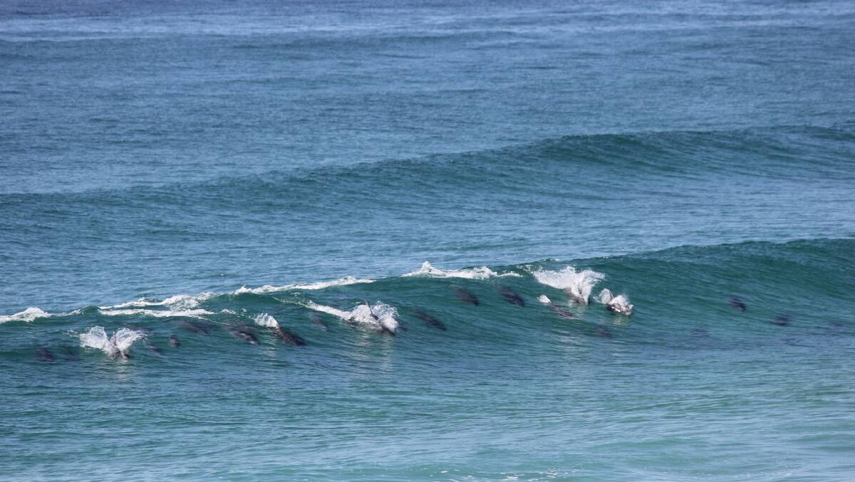 DUESBURIES DOLPHINS: Todd Mair recently sent the Narooma News some great shots of around 20 dolphins sharing a wave at Duesburys Beach, Dalmeny north of Narooma that he took back in the holidays. 