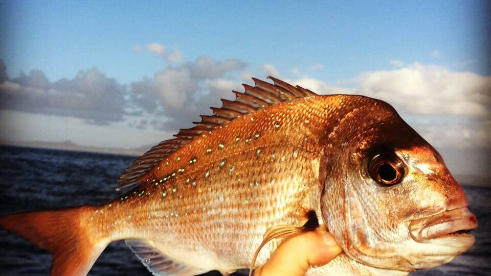 EDITOR CATCH: Still a few snapper at Montague Island last week - early morning is best! 