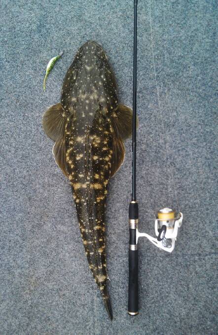 WAGONGA FLATHEAD: Estuary fishing also remains excellent with Ryan Jennings of Narooma sending in this “lil'l lizard” up Wagonga inlet in his secret spot. 