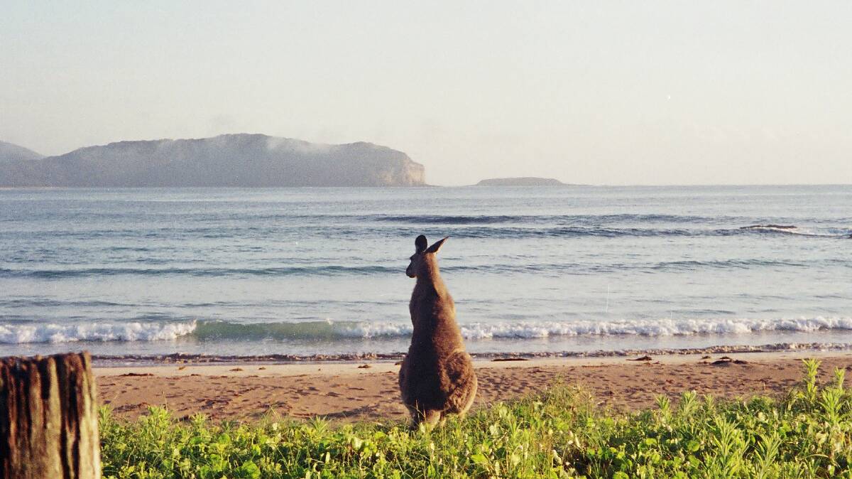 CALM BEFORE THE STORM: John Perkins sent us this photo of a roo on the beach at North Durras before the weather hit on Monday.