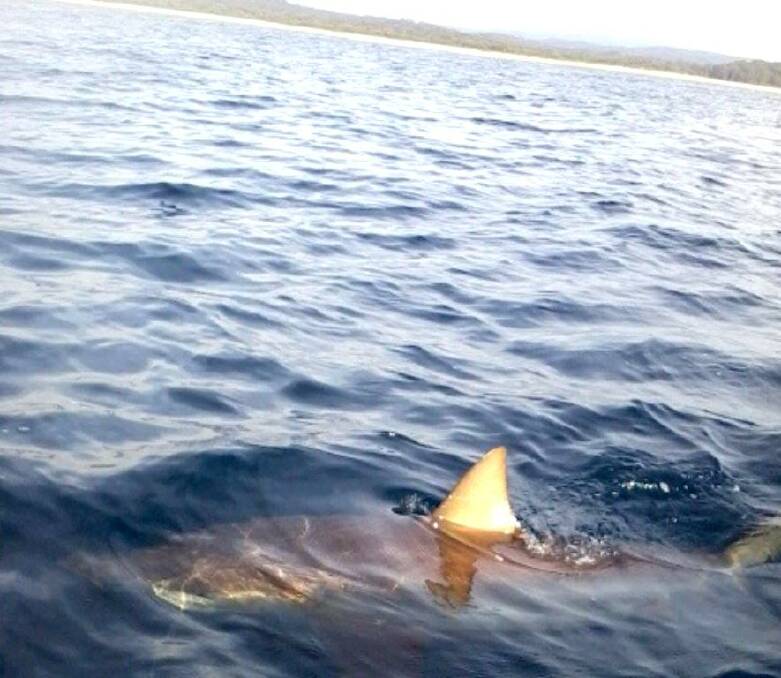 Commercial fishermen like Jason Moyce are out there spotting interesting things all the time like this 200kg bronze whaler shark he photographed a few hundred metres off the Murrah on Sunday - now they are facing major challenges in Fisheries reforms .