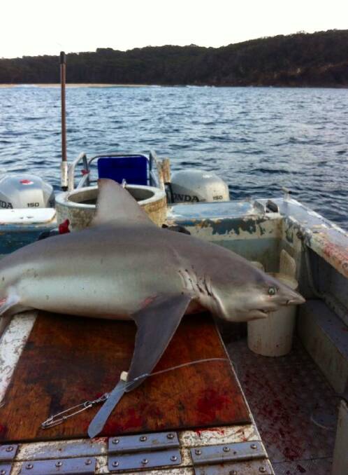 Recent catches of sharks on pro lines off Narooma Bermagui
