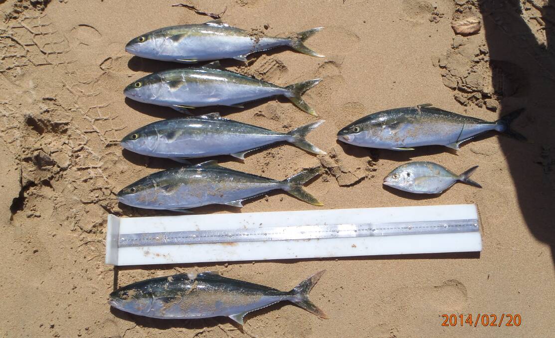 RAT KINGFISH: Some of the undersized kingfish seized by DPI fisheries officers during the Sydney operation. 