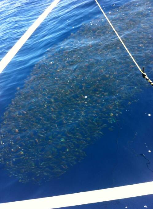 MORE CHALLENGES: The threadfin leatherjackets are still out at Montague Island as photographed on Friday by commercial fisher Jason Moyce. Seals still herding them up with undersize kingfish probably joining in from underneath! The water was 21.7 degrees. 