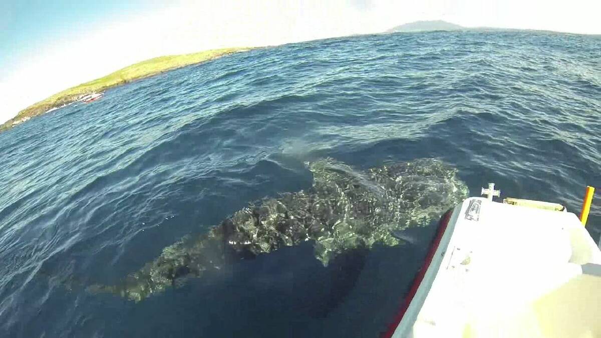 GoPro shots of the whale shark at Montague Island