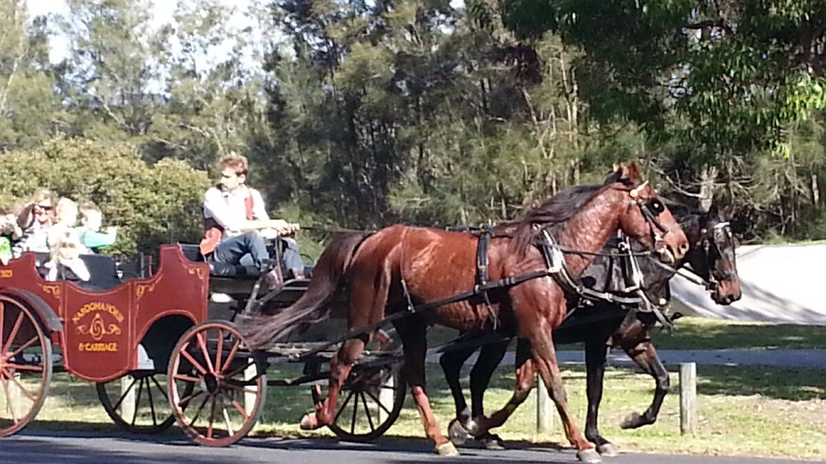Pics from the rides by Buddy and Red the retired pacers around Narooma....