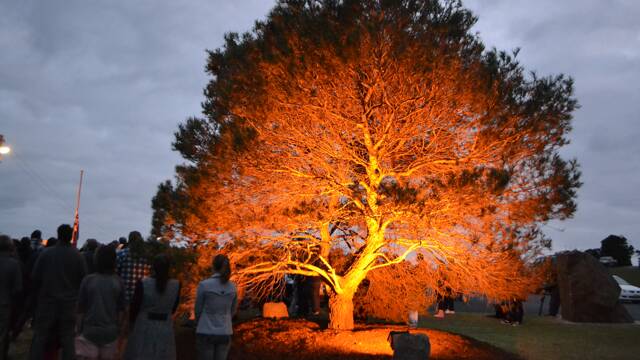 LONE PINE: The lone pine at the Bermagui War Memorial lit up in the dawn light.