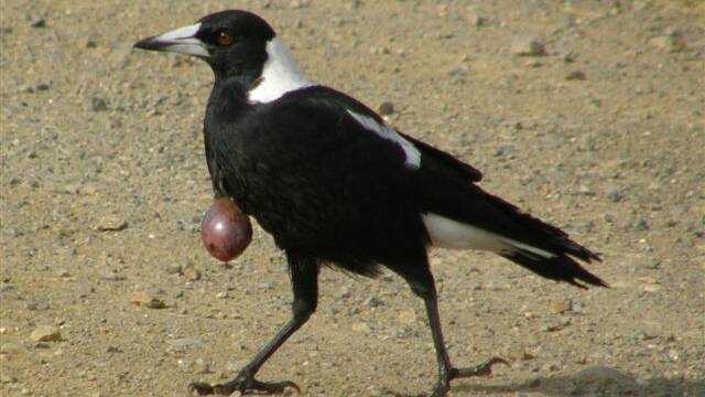 MAGPIE SPOTTED: A magpie with what appears to be a large tumour has been seen in the Moruya River area. 