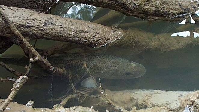  HABITAT: Healthy fish habitat is vital to sustain our fish populations - here a Murray cod under a snag. 
