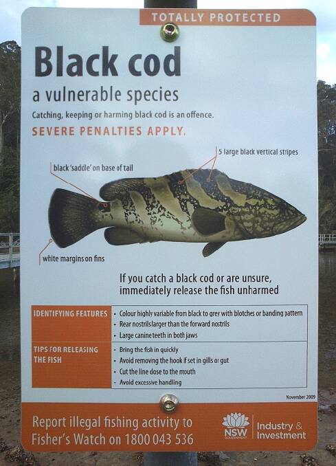 WARNING SIGN: One of the signs warning anglers of the presence of threatened black cod in Wagonga Inlet, Narooma. 