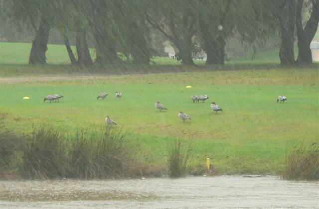 DUCK WEATHER: Max Favelle just sent us this photo of the ducks on the Narooma Golf Course loving the rain!
