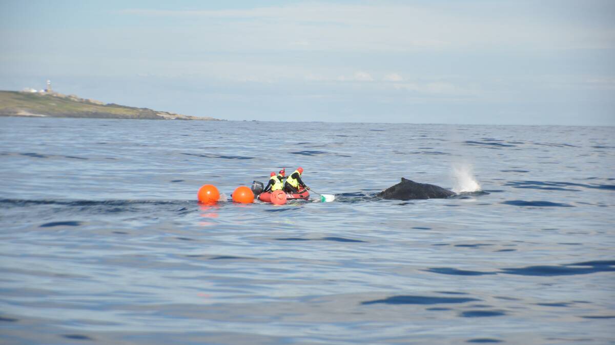 NPWS whale rescue mission photos