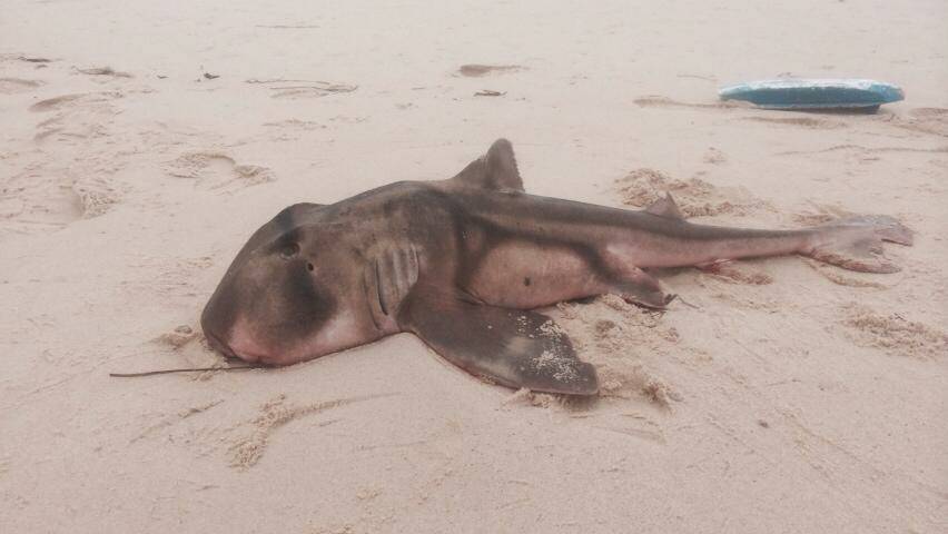 LARGER SHARK: The larger of the Port Jackson sharks was released back into the ocean by Frankie and Hayley but was little worse for wear although still breathing. 
