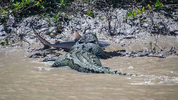 Brutus, a monster crocodile, with a bull shark between its jaws on the Adelaide River in the Kakadu National Park. Photo: Andrew Paice

