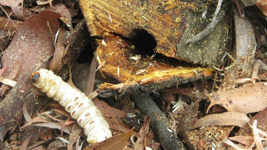 EDIBLE IF YOU’RE GAME: The wattle grub and the black wattle tree where the grub lived. The hole was about 17mm round.