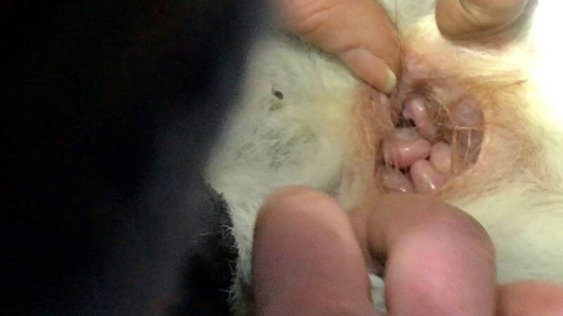 Five eastern quoll babies in their mother's pouch at Booderee National Park. Picture: Booderee National Park