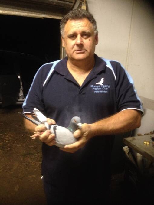 Mario 'Muz' Magrin finished first in the Moruya Pigeon Racing Club's fourth race of the season.