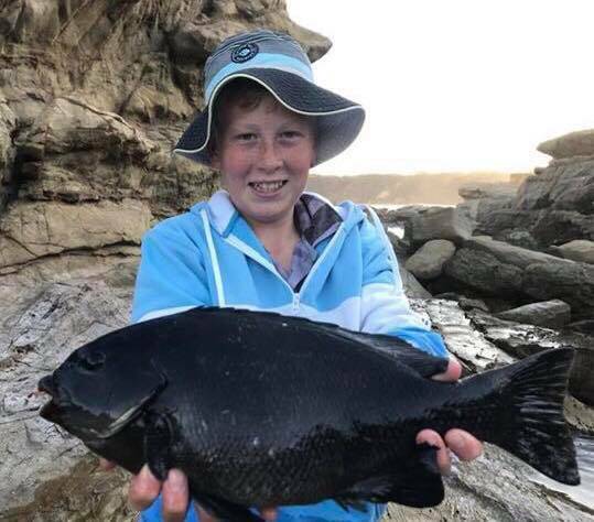 PITCH BLACK: Travis caught three good-sized drummer off Bermagui last week, a great option for those looking to do a bit of rock fishing. Photo: Bermi Bait & Tackle.