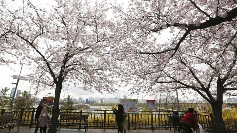 Visitors take pictures under the cherry blossoms at cherry blossoms festival in Seoul, South Korea.