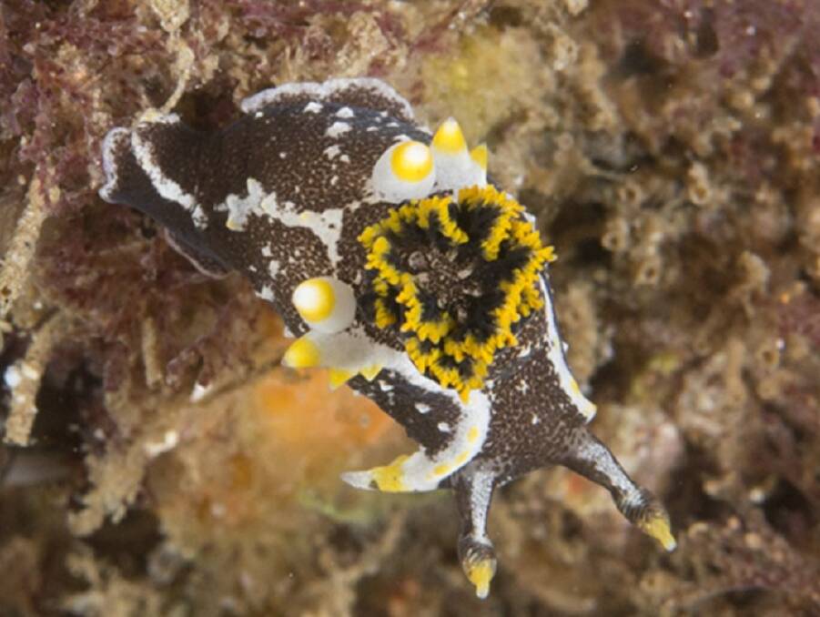A Polycera Hedgpethi found by Phil Malin in Narooma.
