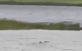 A shark was swept into the street as Hurricane Ian tore through Florida in the United States. Picture by @BradHabuda/Twitter