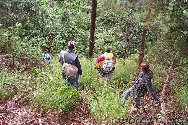 KOALA SURVEY: A band of volunteers search for evidence of Koala activity as part of a survey of Kooraban and Gulaga national parks on the Far South Coast.