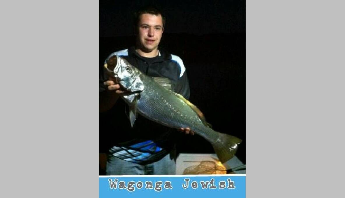 NAROOMA MULLOWAY: Cody Bond from the Narooma Ocean Hut with his mulloway caught at night on Wagonga Inlet. 
