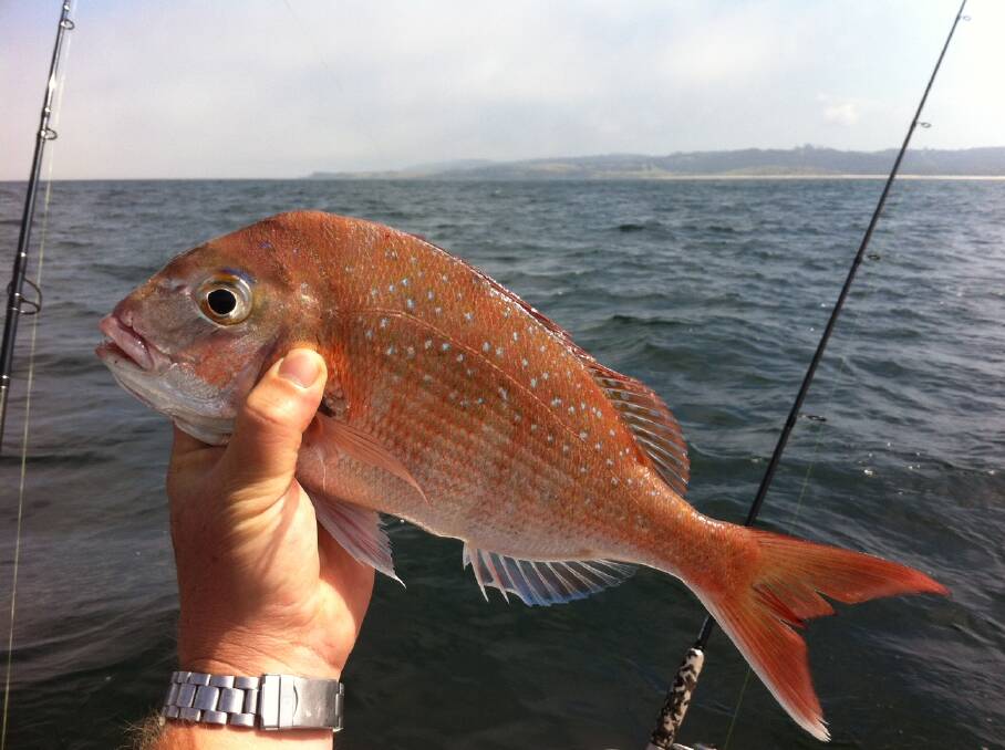 EDITOR CATCH: Editor Stan Gorton got into the pinkie snapper on Sunday afternoon...