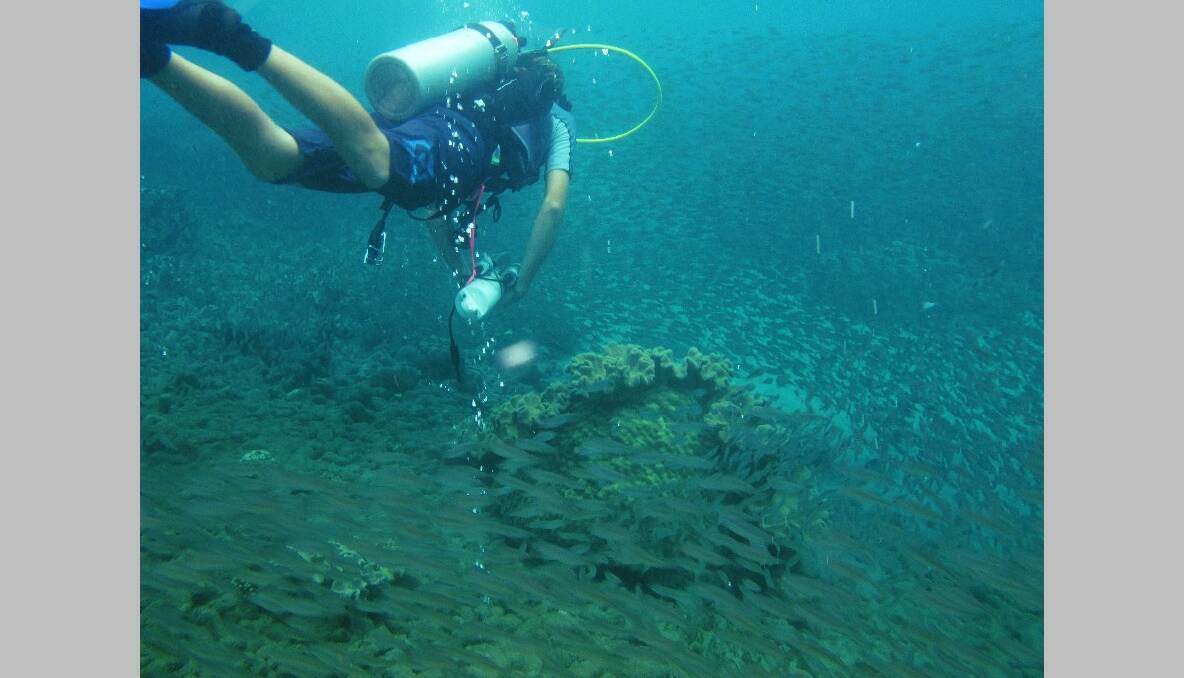 MARINE RESEARCH: Former Narooma area local Sam Noonan dives on the bubble sites of PNG. Photo by Ian Bell 