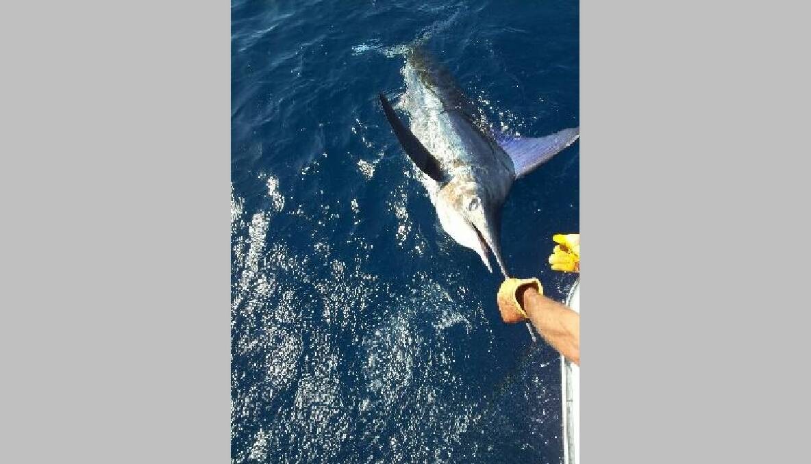 MARLIN RELEASED: This striped marlin around 90kg caught by Narooma local Pete Davies is released after being tagged on Saturday. 