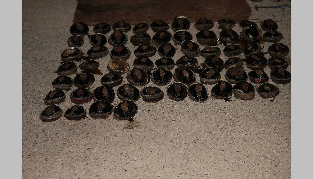 ABALONE SEIZED: DPI Operation Gascoyne - Abalone seized by fisheries officers.  