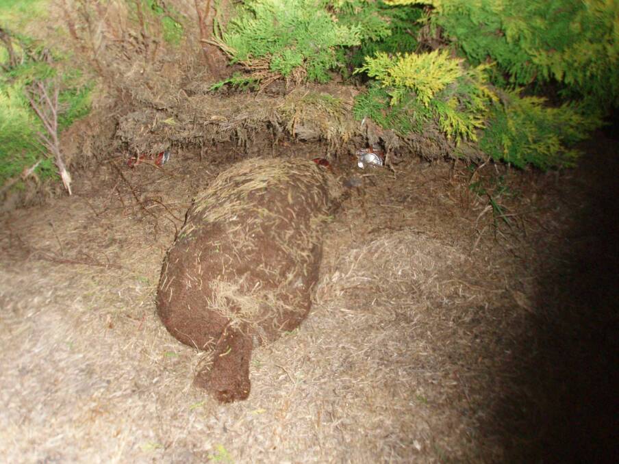 HIDDEN STASH: DPI Operation Gascoyne - Abalone in hessian bag hidden under tree.  
