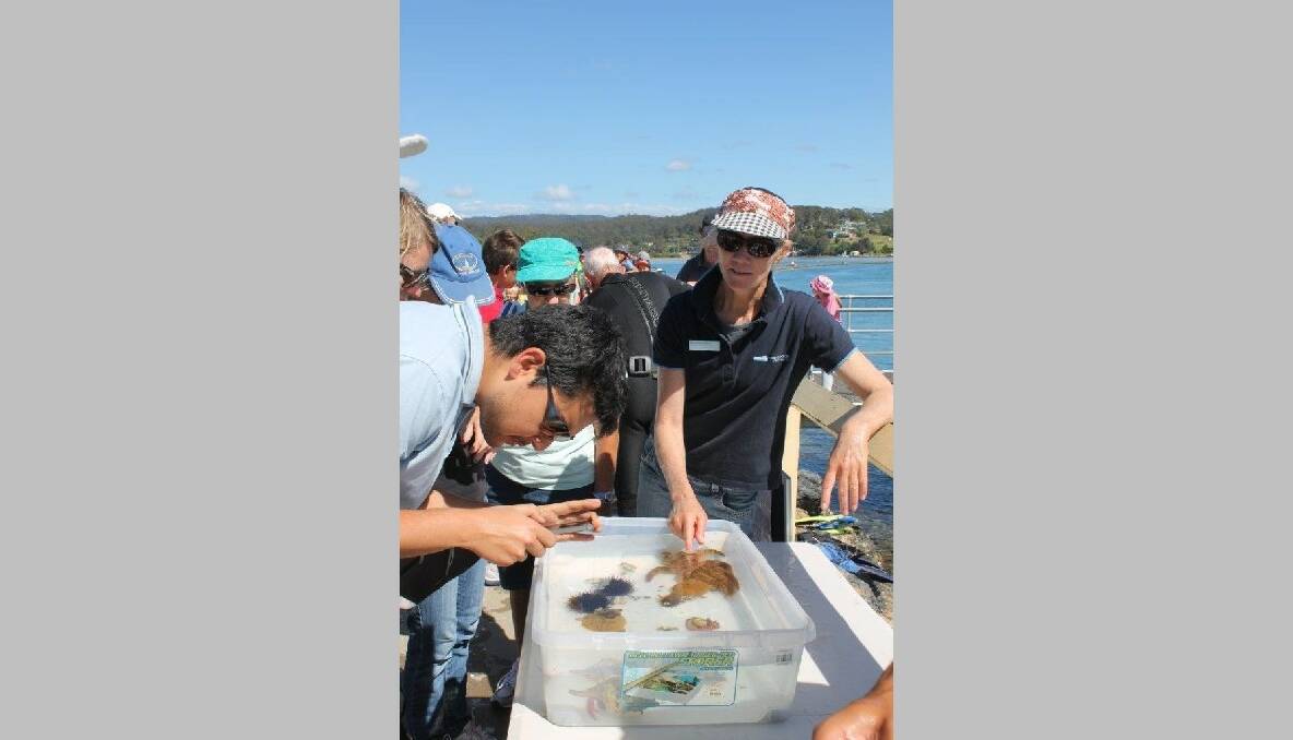 Bernadette Davis, an education officer for Eurobodalla Council, shows off specimens to viewers and encourages closer examination with magnifiers.