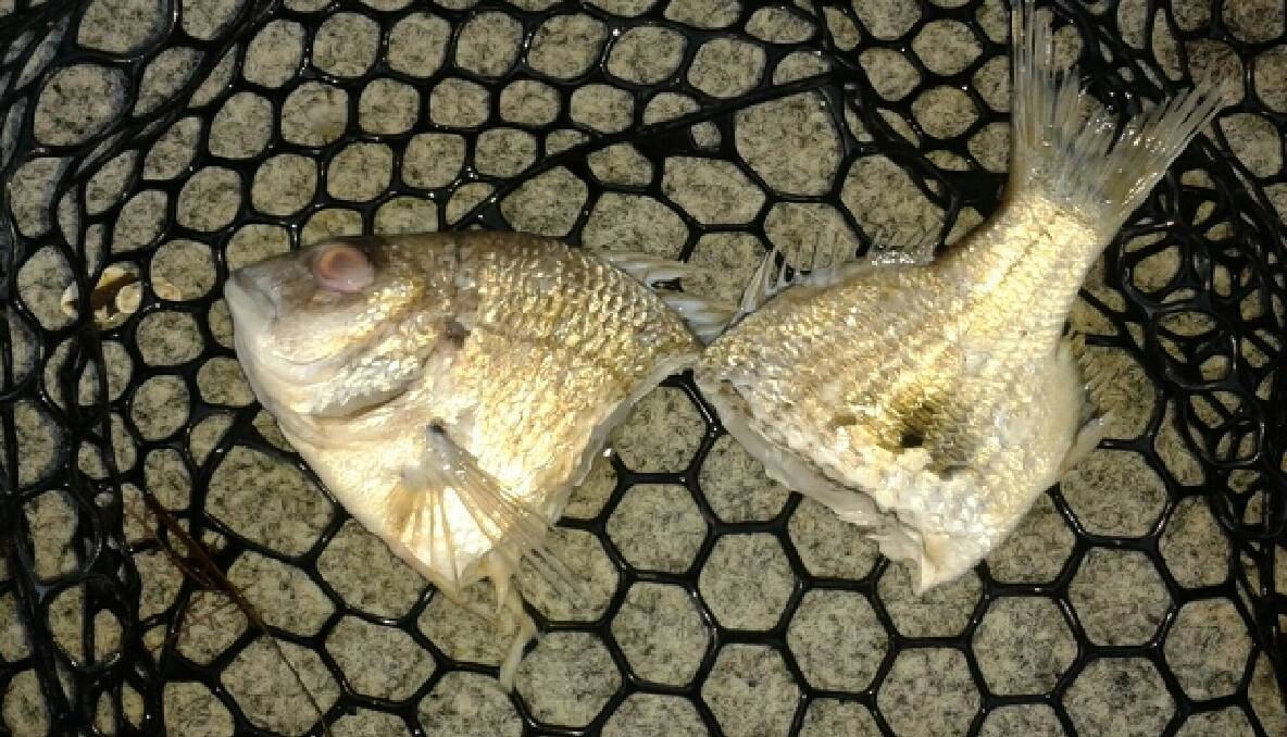BREAM KILL: At least 20 bream that appeared to be just undersize and crudely slashed in half were found in Corunna Lake on Sunday morning, but who exactly is responsible is a mystery. 