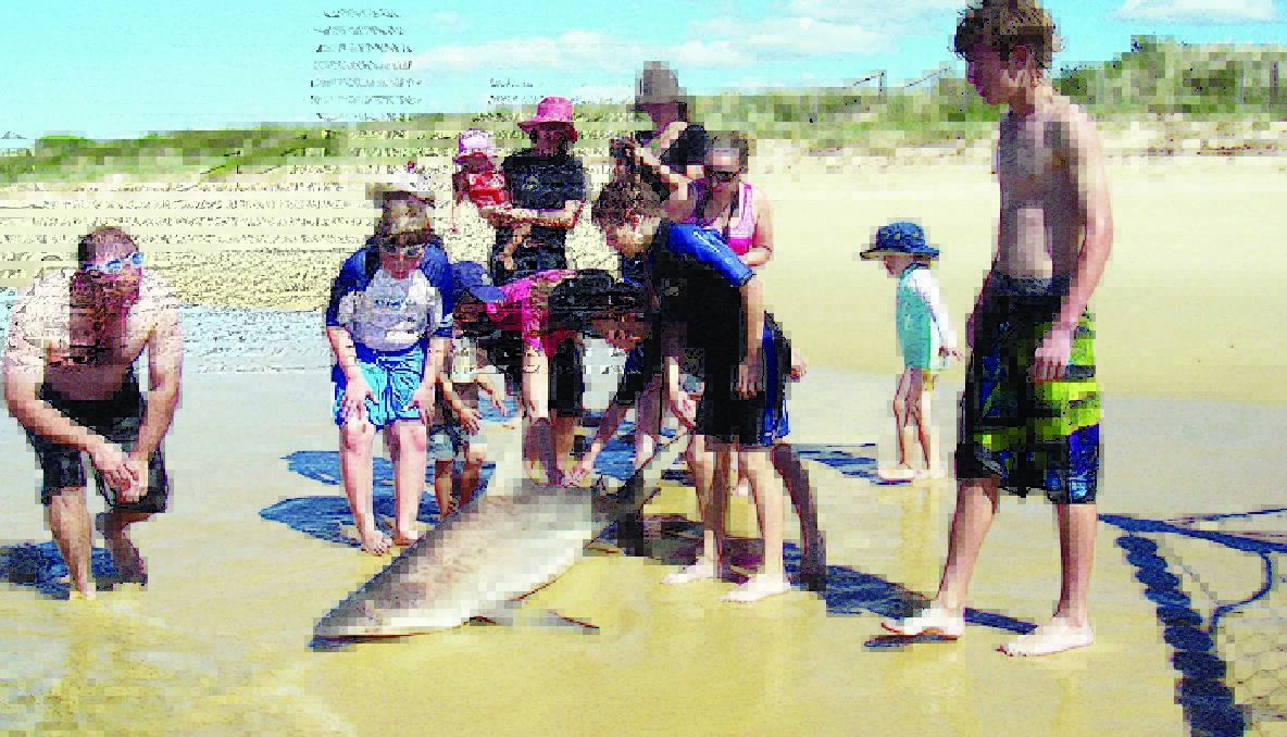 SHARK CROWD: A crowd gathered to check out the shark that was found dead in the shark net. How it got there remained a mystery, whether it was dumped by a fisherman or actually became trapped? 