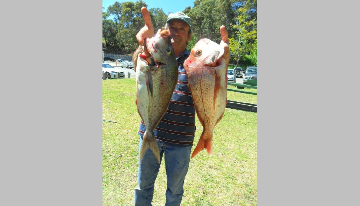 DECENT SNAPPER: NSSC Bowlo Fishing Club member Bill Davis with a decent morwong and snapper.  