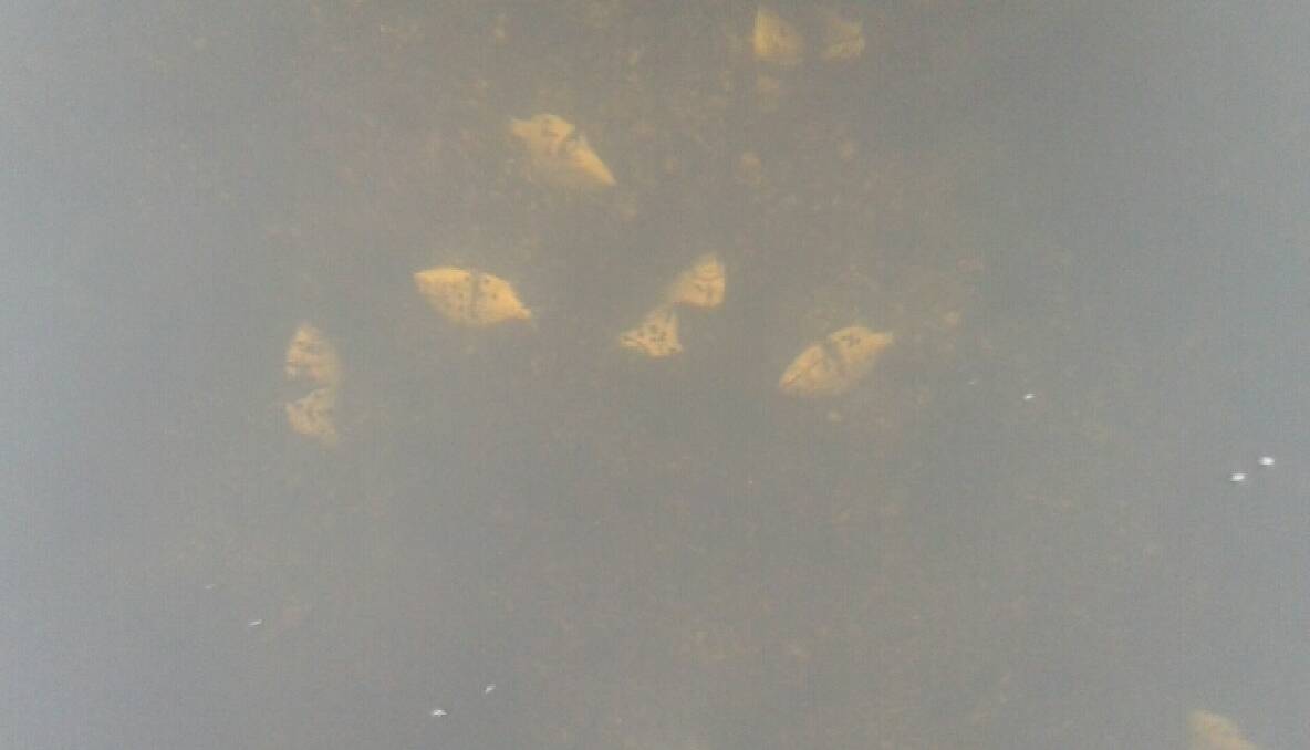 BREAM MASSACRE: At least 20 bream that appeared to be just undersize and crudely slashed in half were found in Corunna Lake on Sunday morning, but who exactly is responsible is a mystery. 
