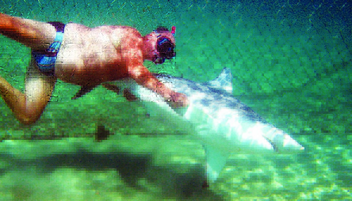 SHARK WRESTLER: The Narooma News got into the water to photograph local resident Peter Kane remove a bronze whaler shark that was found dead at the Bar Beach shark net back in 2009. Photo by Stan Gorton 