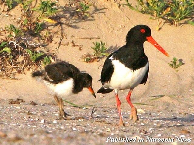 ENDANGERED SHOREBIRDS: This young pied oystercatcher, pictured with a parent, had its leg broken after an attack by a Labrador dog at Windang in the Illawarra back in Christmas 2010. The bird was seen to fly, so hopefully it survived.